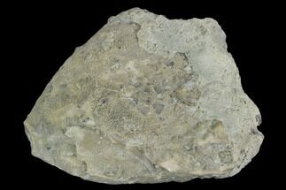 Fossil Crinoid (Eucalyptocrinus) Calyx - Indiana #127324