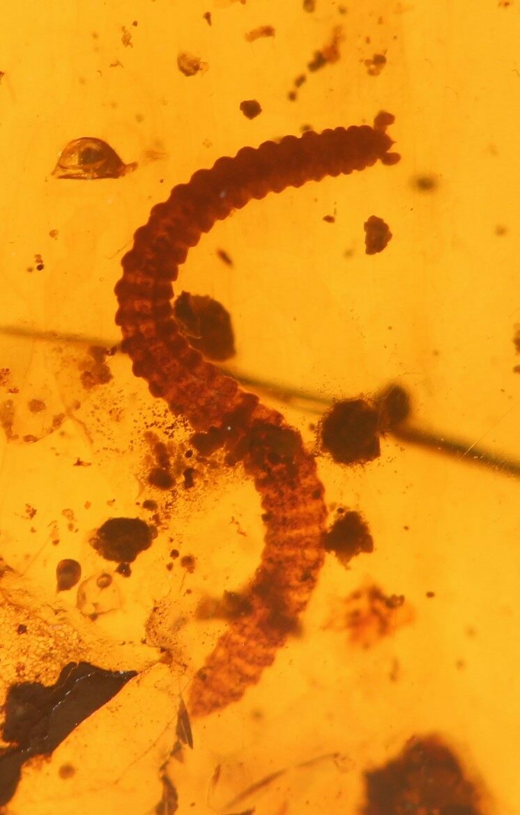 Phenomenal Fossil Millipede (Diplopoda) In Amber Myanmar For Sale