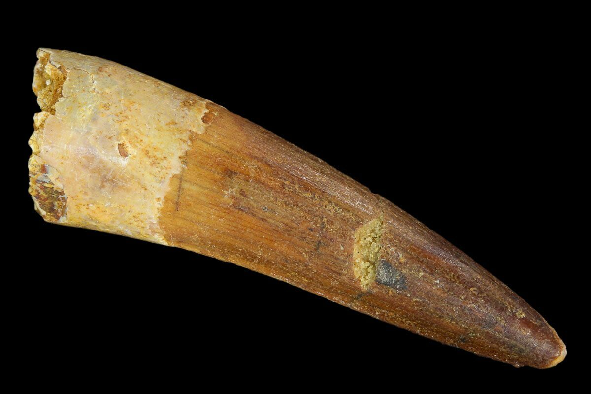 spinosaurus fossil tooth