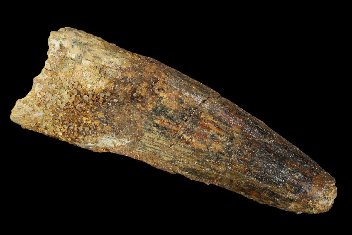 real spinosaurus tooth