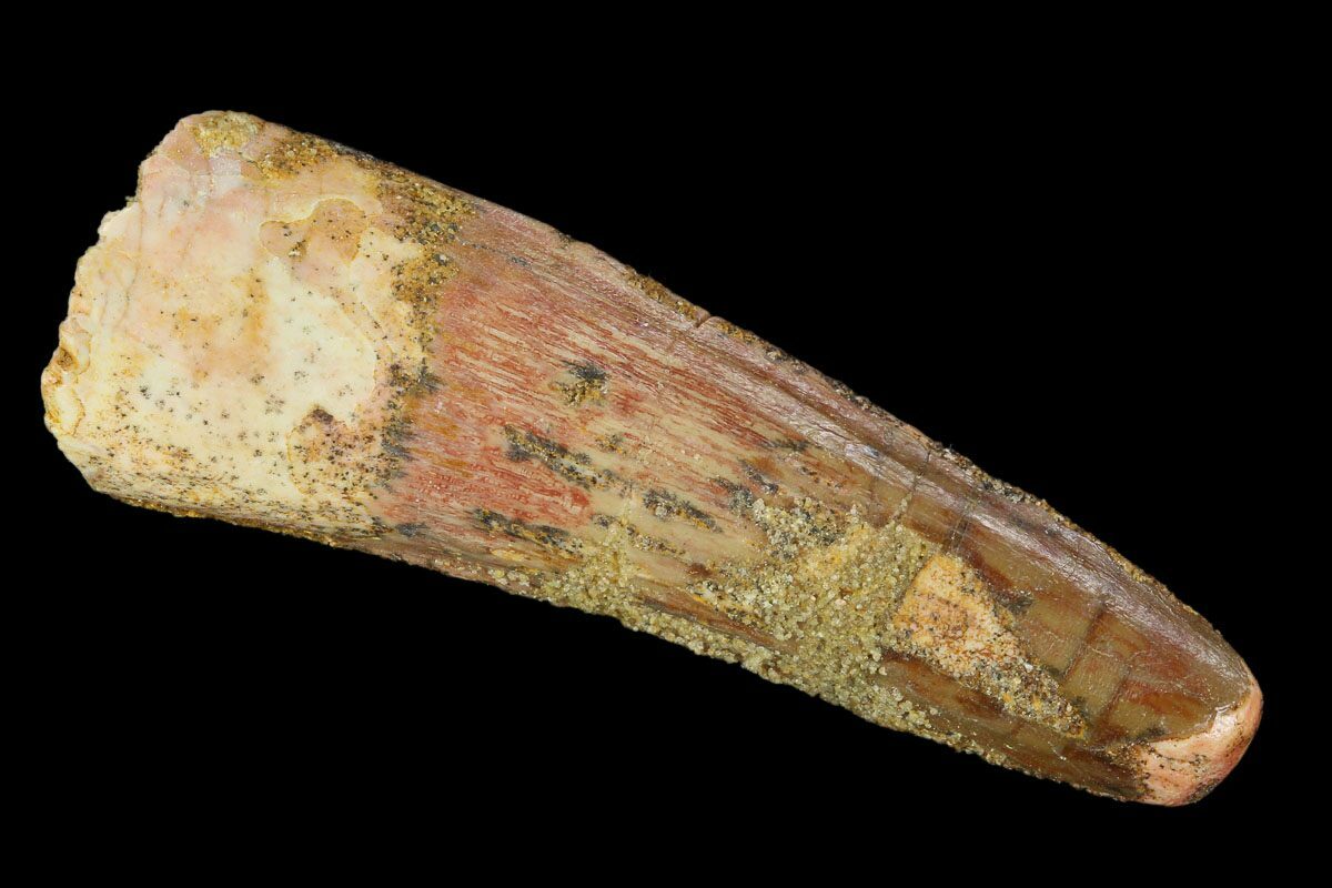 spinosaurus fossil tooth