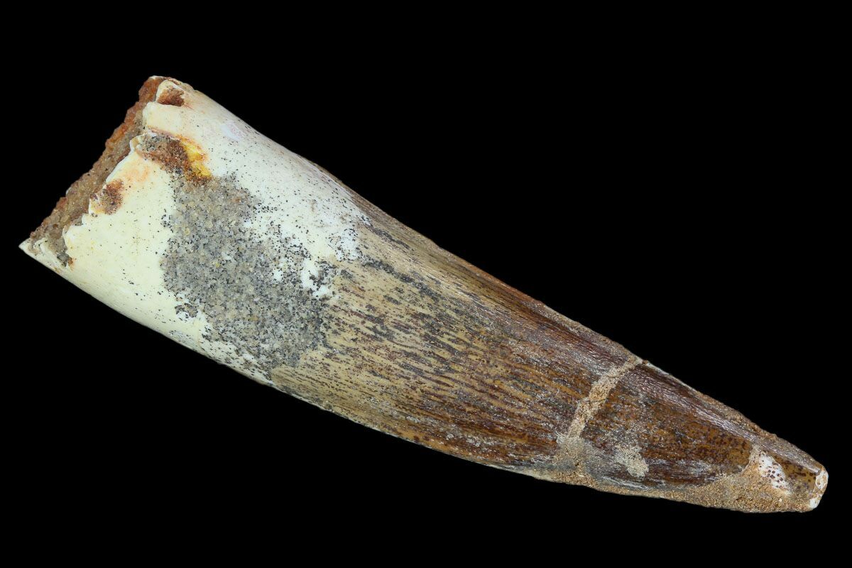 authentic dinosaur tooth