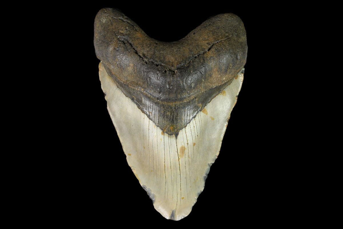 5.37" Fossil Megalodon Tooth - North Carolina For Sale ...