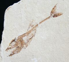 Eurypholis Fossil Fish From Lebanon - Rare #9025