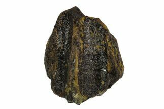 Partial Triceratops Tooth Crown - North Dakota #129052