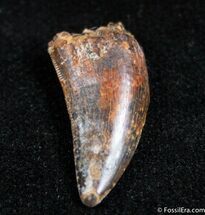 Large Inch Dromaeosaur Tooth - Montana #1497