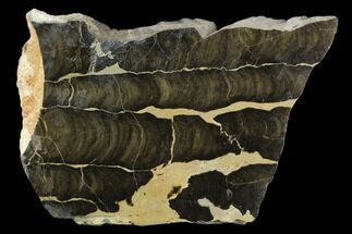 5.7" Polished Stromatolite (Boxonia) From Australia - 800 Million Years - Fossil #129151