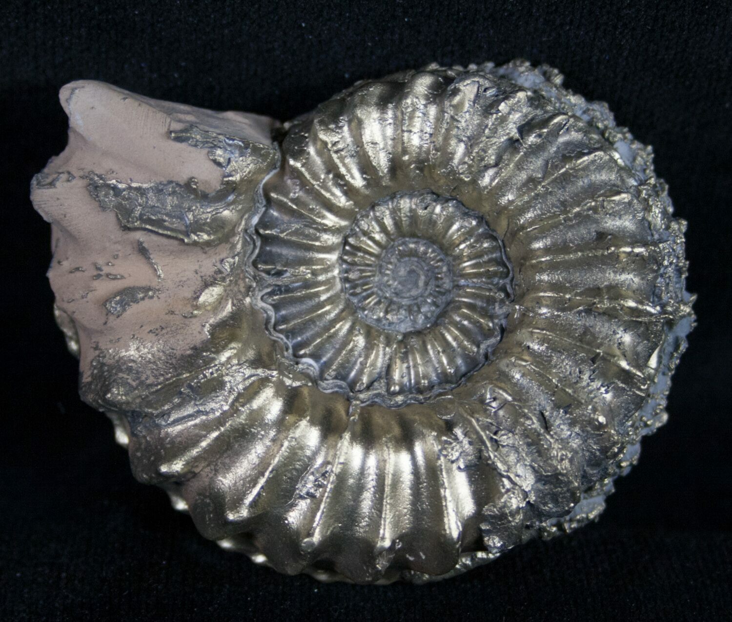 2" Pyritized Pleuroceras Ammonite - Germany (#9030) For Sale ...