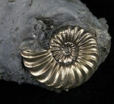 Double Pyritized Pleuroceras Ammonite - Germany #9040