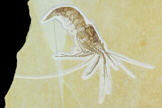 Phenomenal, Fossil Shrimp (Aeger) - Solnhofen Limestone #129306