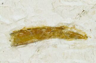 .38" Pterosaur (Rhamphorhynchus?) Tooth - Solnhofen Limestone, Germany - Fossil #129360