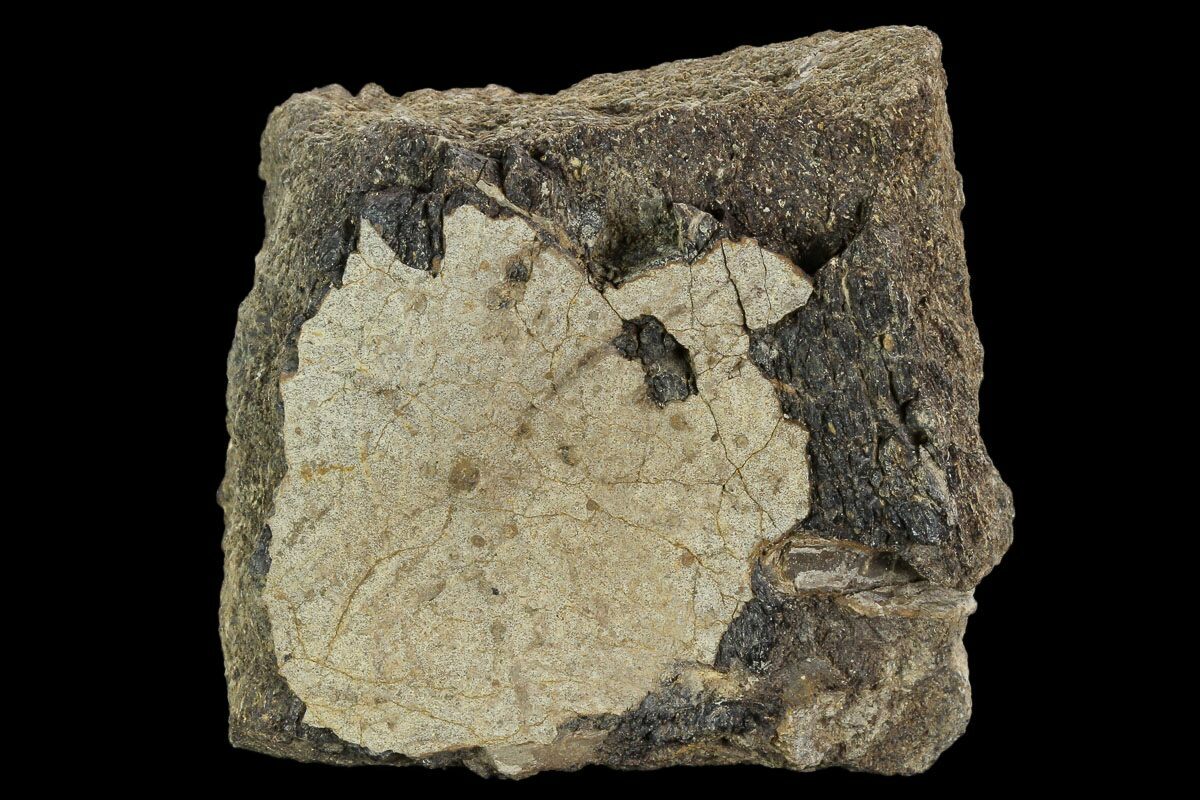 triceratops frill fossil