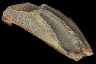 Edmontosaurus (Duck-Billed Dinosaur) Tooth - South Dakota #129377