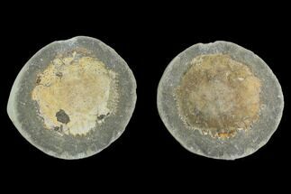 3.9" Fossil Crab (Trichopeltarion) Nodule (Pos/Neg) - New Zealand - Fossil #129393