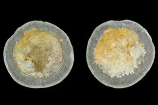 4.3" Fossil Crab (Trichopeltarion) Nodule (Pos/Neg) - New Zealand - Fossil #129394