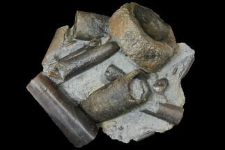 Fossil Belemnites (Paxillosus) With Icthyosaur Vert - Germany #129407