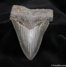 Sharp Angustiden Fossil Shark Tooth - Inches #1506