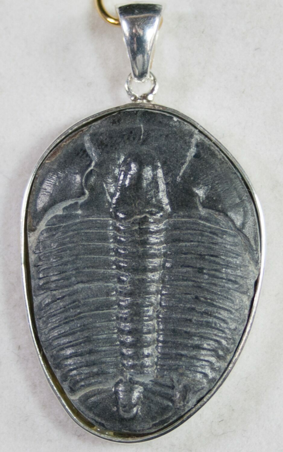 Sterling Silver Elrathia Trilobite Pendant For Sale (#9142) - FossilEra.com