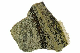 6.7" Orbicular Ocean Jasper Slab - Madagascar - Crystal #129843
