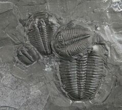 Elrathia Trilobite Multiple - Wheeler Shale #9187