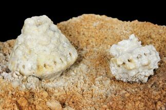 Fossil Crinoid (Uperocrinus & Eretmocrinus) Calyxes - Missouri #130279