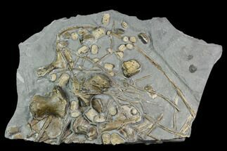 Plate of Fossil Ichthyosaurus Bones - Holzmaden, Germany #130206