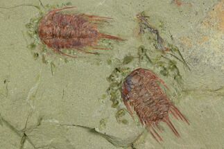 Two Red Lehua Trilobites - Fezouata Formation #130403