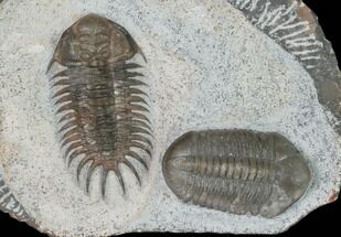 Crotalocephalus & Struveaspis Trilobites - Jorf, Morocco #130497