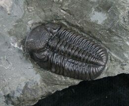 Beautiful Prone NY Eldredgeops Trilobite - #9209