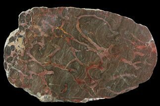11.4" Polished Linella Avis Stromatolite Section - 800 Million Years - Fossil #130650