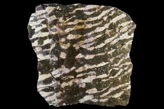 7" Polished Stromatolite (Collenia) Slab - Minnesota - Fossil #130659