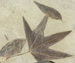 Plate of Four Fossil Leaves - Green River Formation, Colorado #130330
