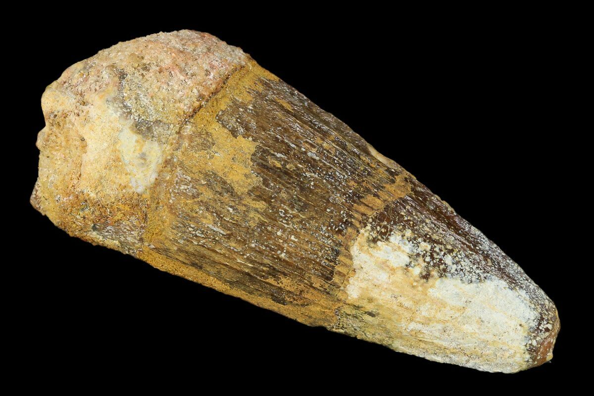 spinosaurus tooth real