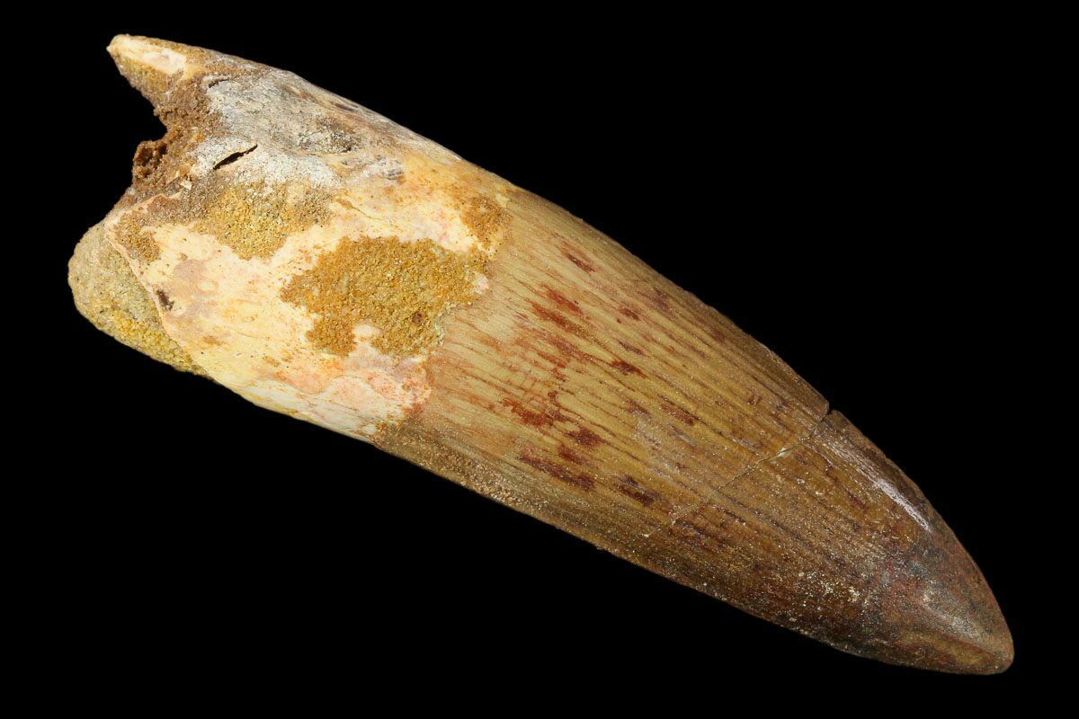 real spinosaurus tooth