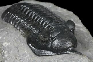 Morocconites Trilobite Fossil - Beautiful Detail #130524