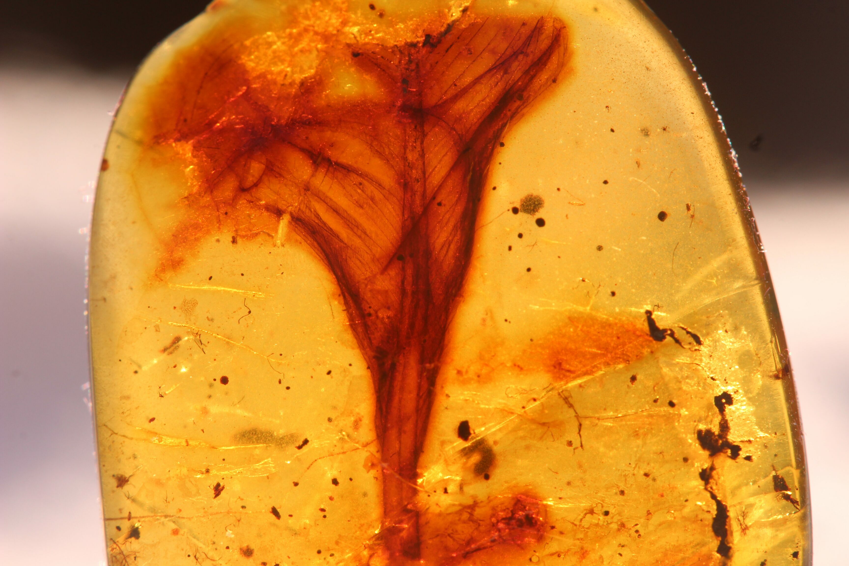 247 Million Year Old Reptile Fossil:  The Feather Mystery Solved? - exegt80