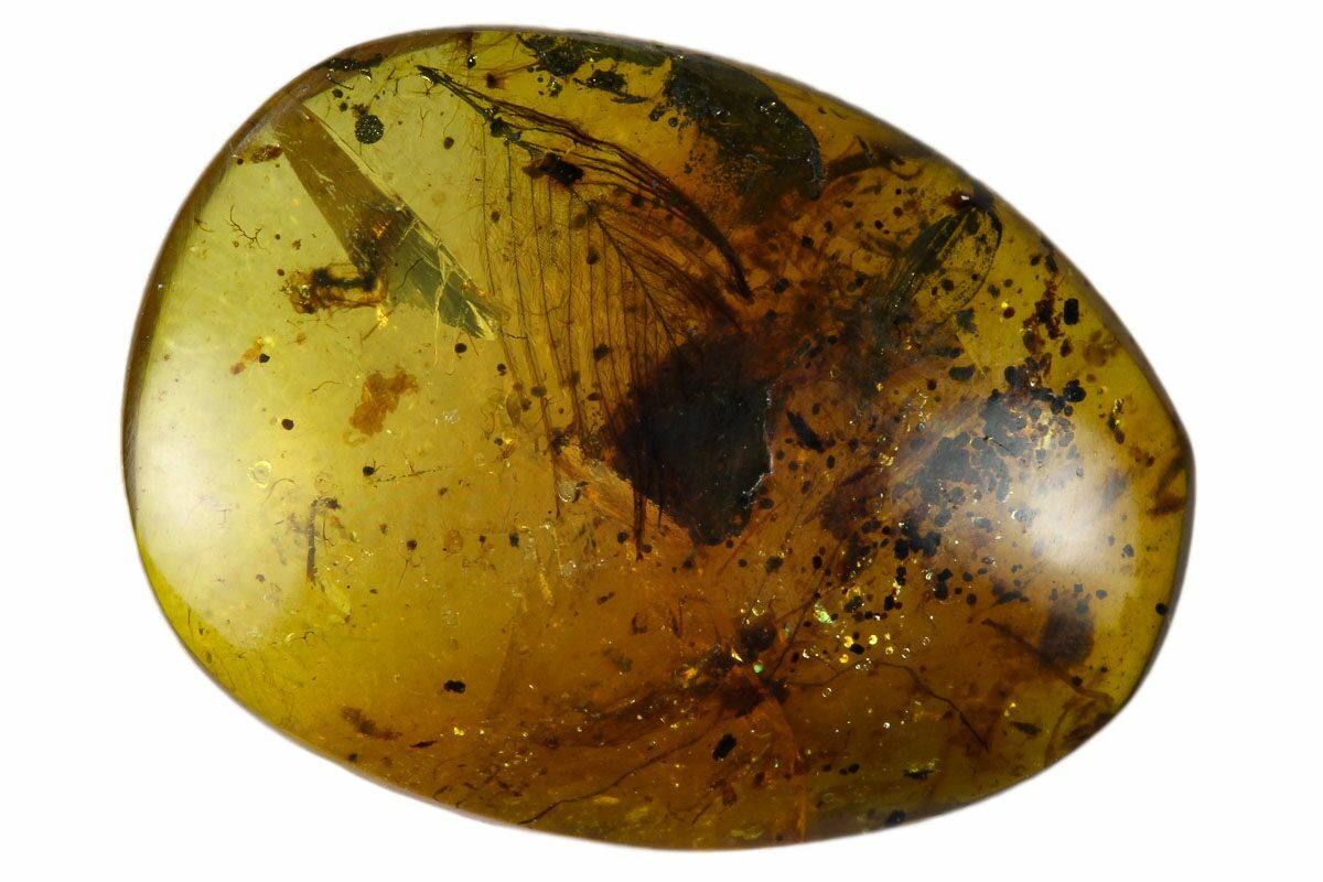 8mm Detailed Fossil Feather in Amber - Myanmar For Sale (#131803 ...