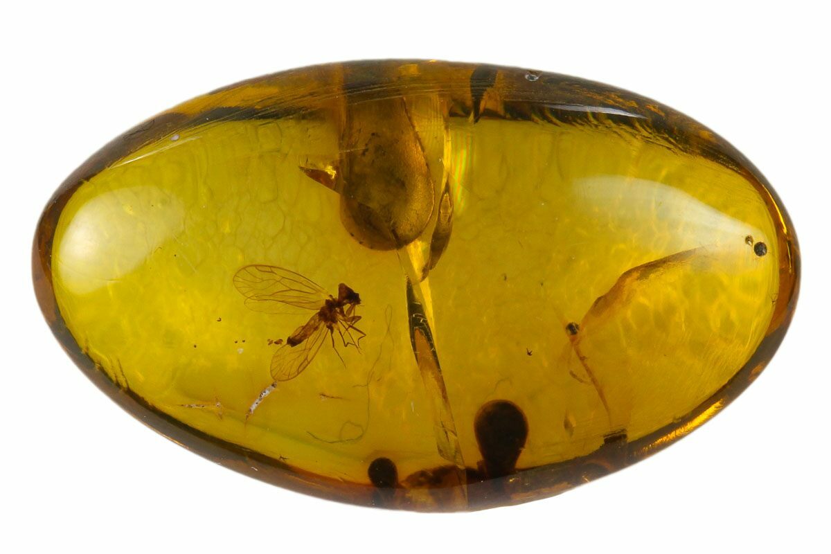 Fossil Flying Insect in Amber Myanmar For Sale (131941)