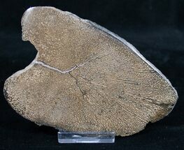 x Polished Iguanodon Bone - Isle Of Wight #9289