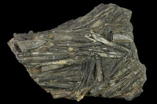 Plate Of Belemnite Fossils - England #131981