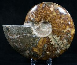 Wide Polished Cleoniceras Ammonite #9319