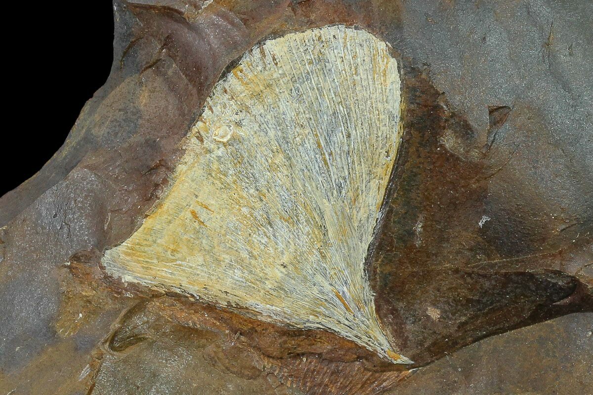 dakota fossil