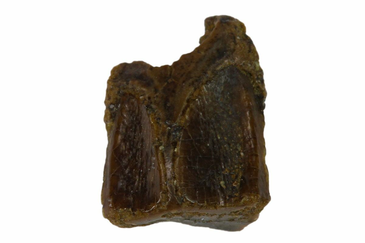 edmontosaurus teeth