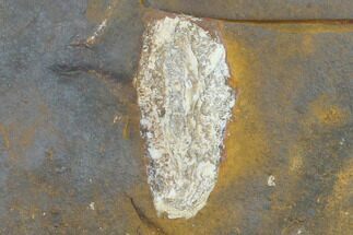 Paleocene Fossil Seed Pod - North Dakota #133036