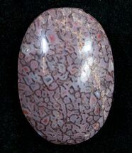 Colorado Agatized Dinosaur Bone Cab #9383