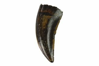 Beautiful, Theropod (Raptor) Tooth - Judith River Formation #133479