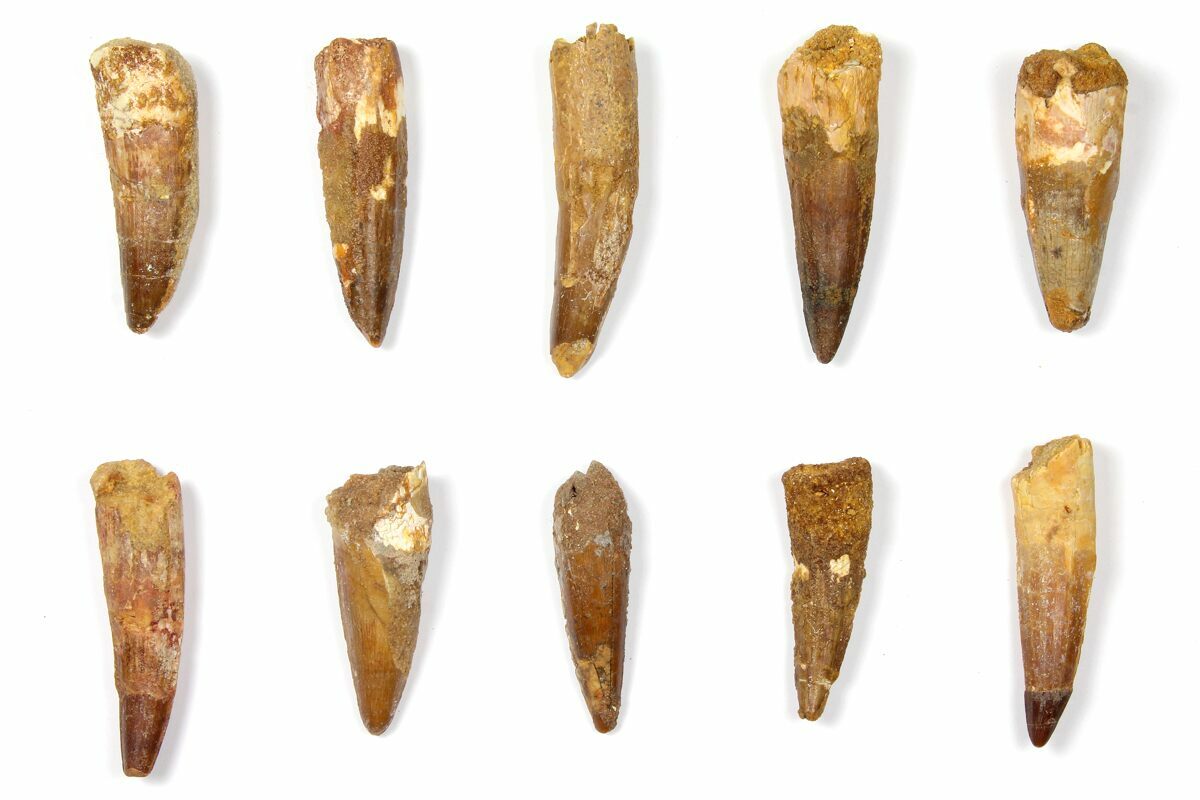 spinosaurus teeth