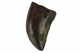 Juvenile Tyrannosaur Tooth - Judith River Formation #133595
