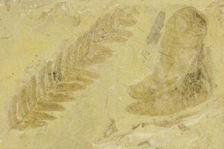 Seed Fern (Pecopteris & Neuropteris) Fossils - Kansas #133630