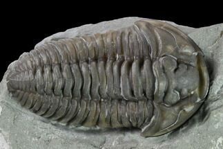 Nice, Prone Flexicalymene Trilobite - Mt Orab, Ohio #133901